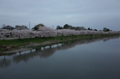 2015/04/04_元荒川の桜
