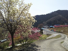 2018/03/25_花桃の郷