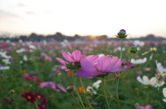 2014/10/19_夕暮れのコスモス畑