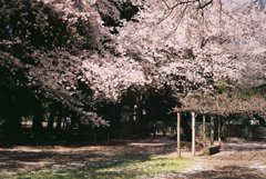 2019/04/06_氷川児童公園の桜