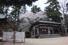 2015/04/04_小室氷川神社の桜