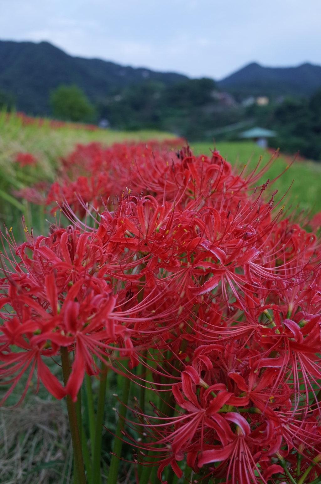 2015/09/21_寺坂棚田の彼岸花