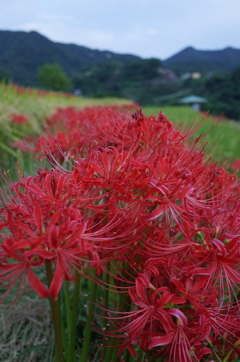 2015/09/21_寺坂棚田の彼岸花