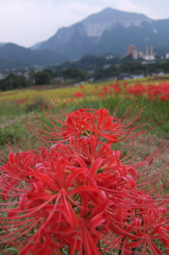 2015/09/21_寺坂棚田の彼岸花と武甲山