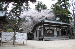 2015/04/04_小室氷川神社の桜