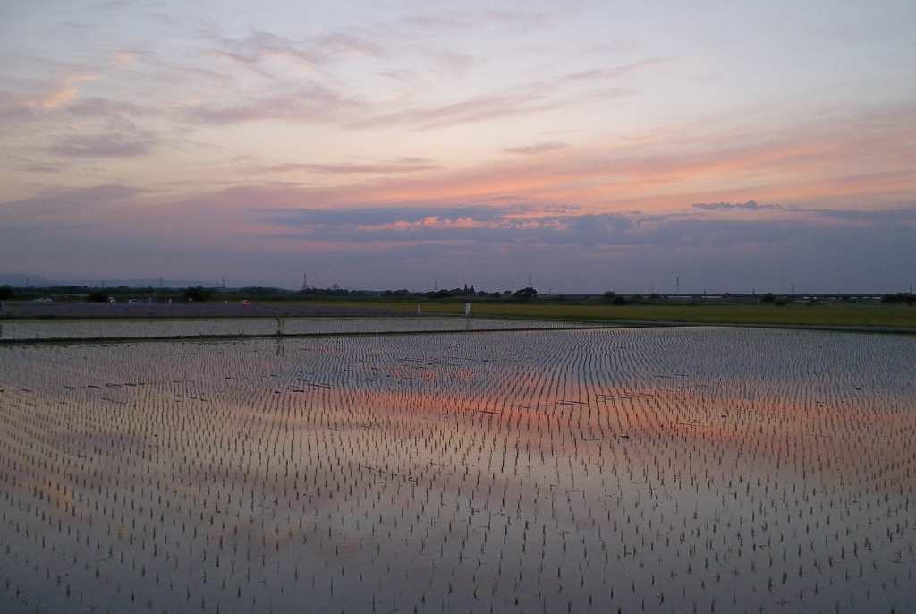 2015/05/24_水田の夕暮れ