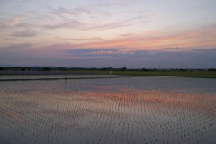 2015/05/24_水田の夕暮れ