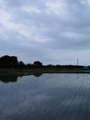 2017/05/27_水田の曇天