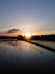 2017/06/03_水田の夕暮れ