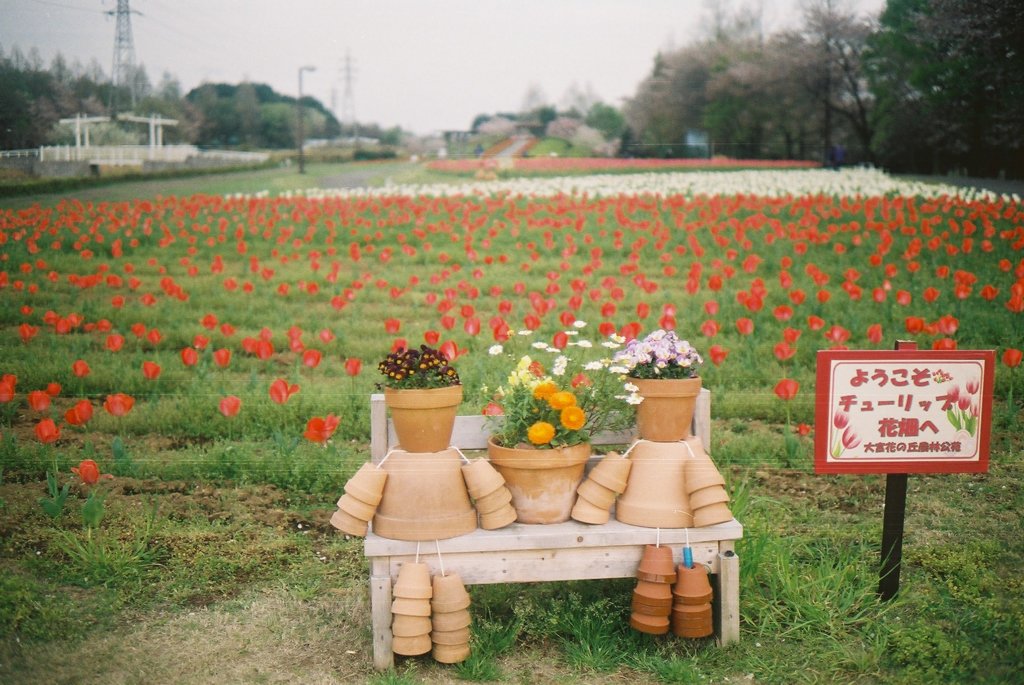 2016/04/09_花の丘農林公苑のチューリップ