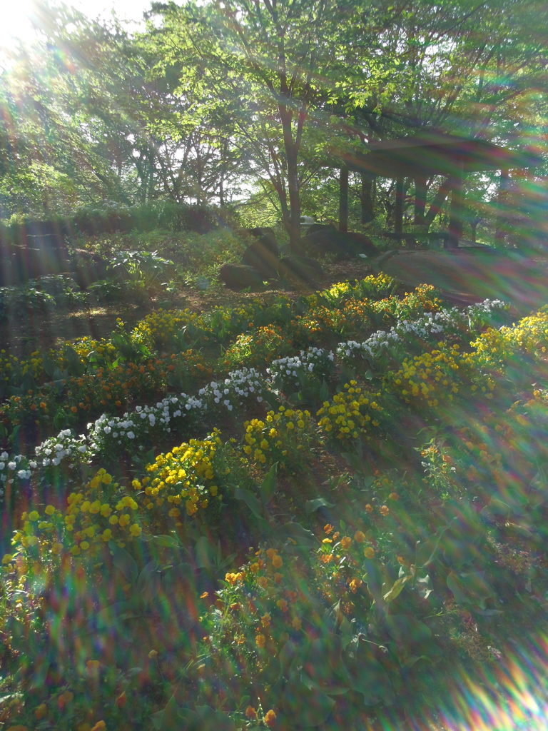 2017/04/30_花の丘農林公苑のビオラ