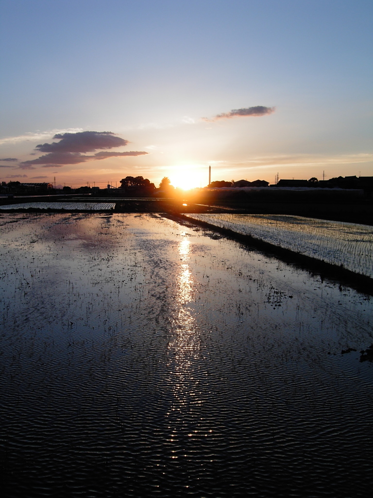 2017/06/03_水田の夕暮れ