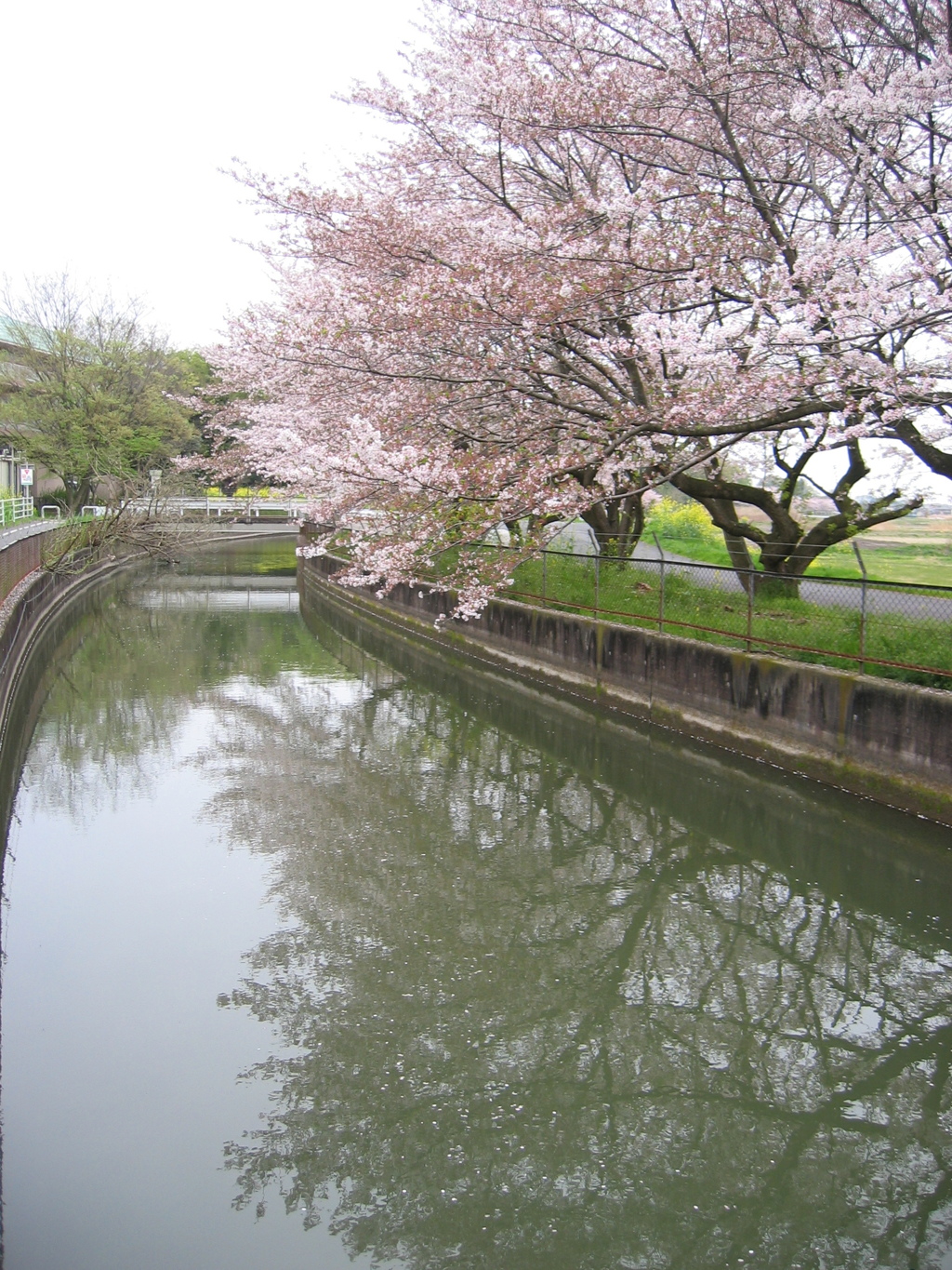 2016/04/10_見沼代用水の桜（と菜の花）