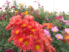 2016/11/06_路傍の花