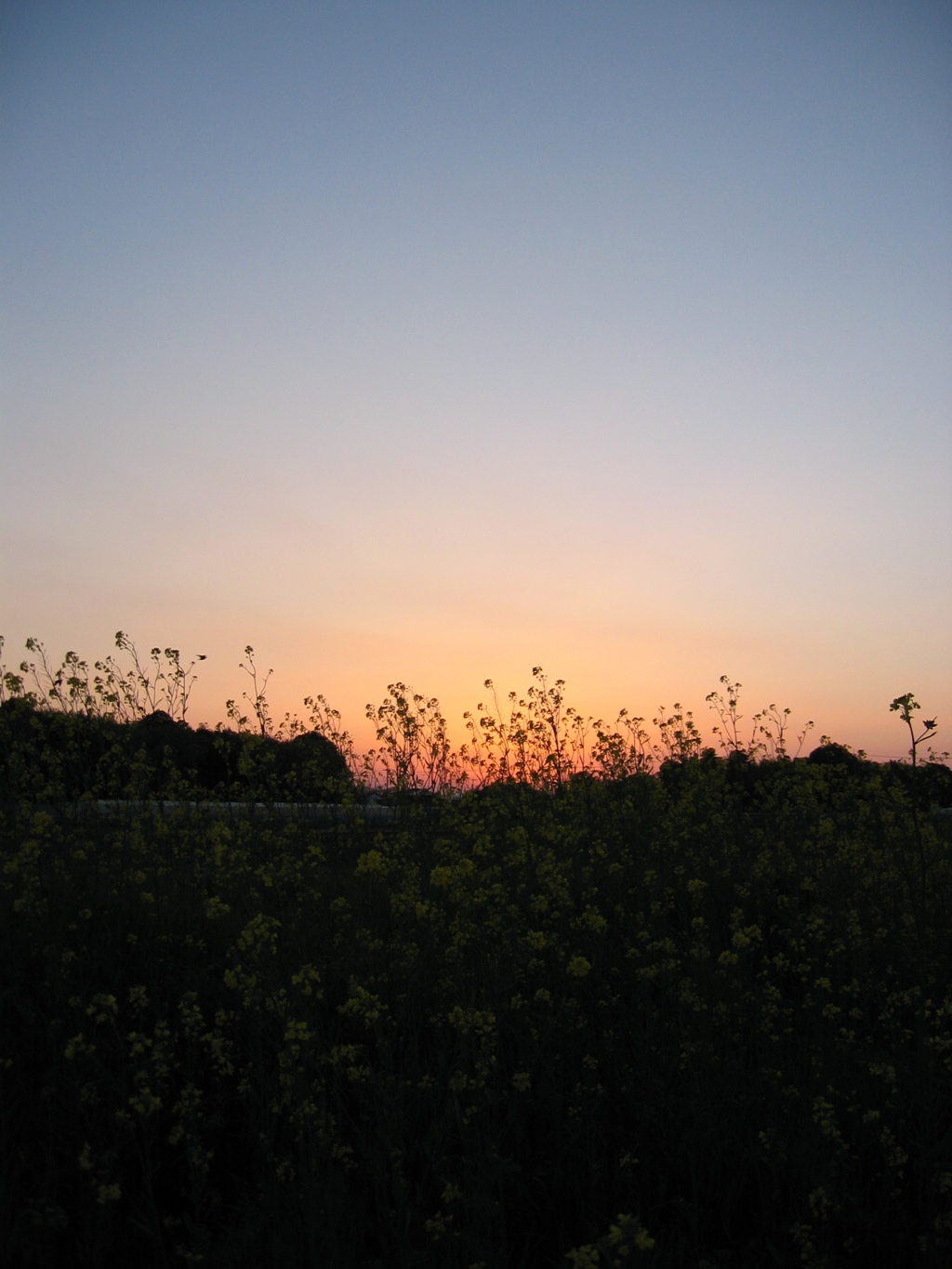 2017/04/15_夕暮れ菜の花