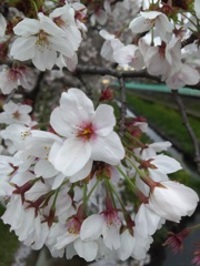 2017/04/09_芝川の桜