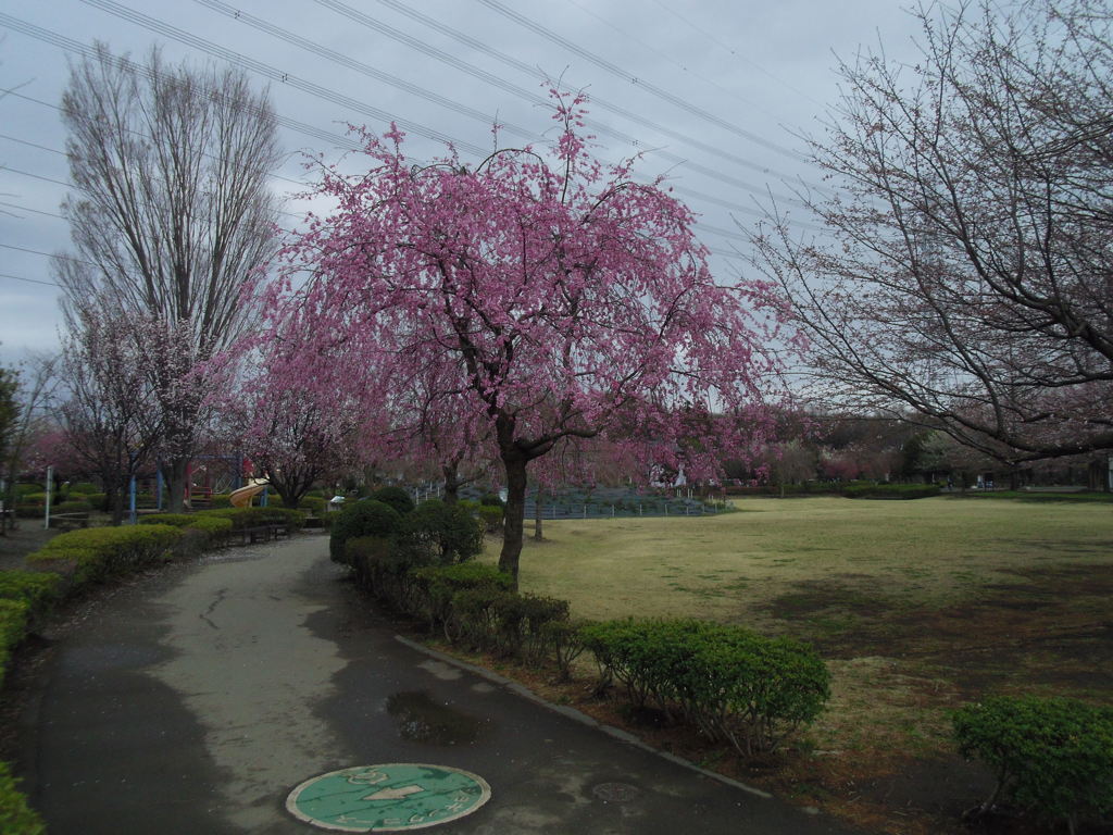 2017/04/01_上平公園の花