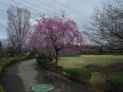 2017/04/01_上平公園の花