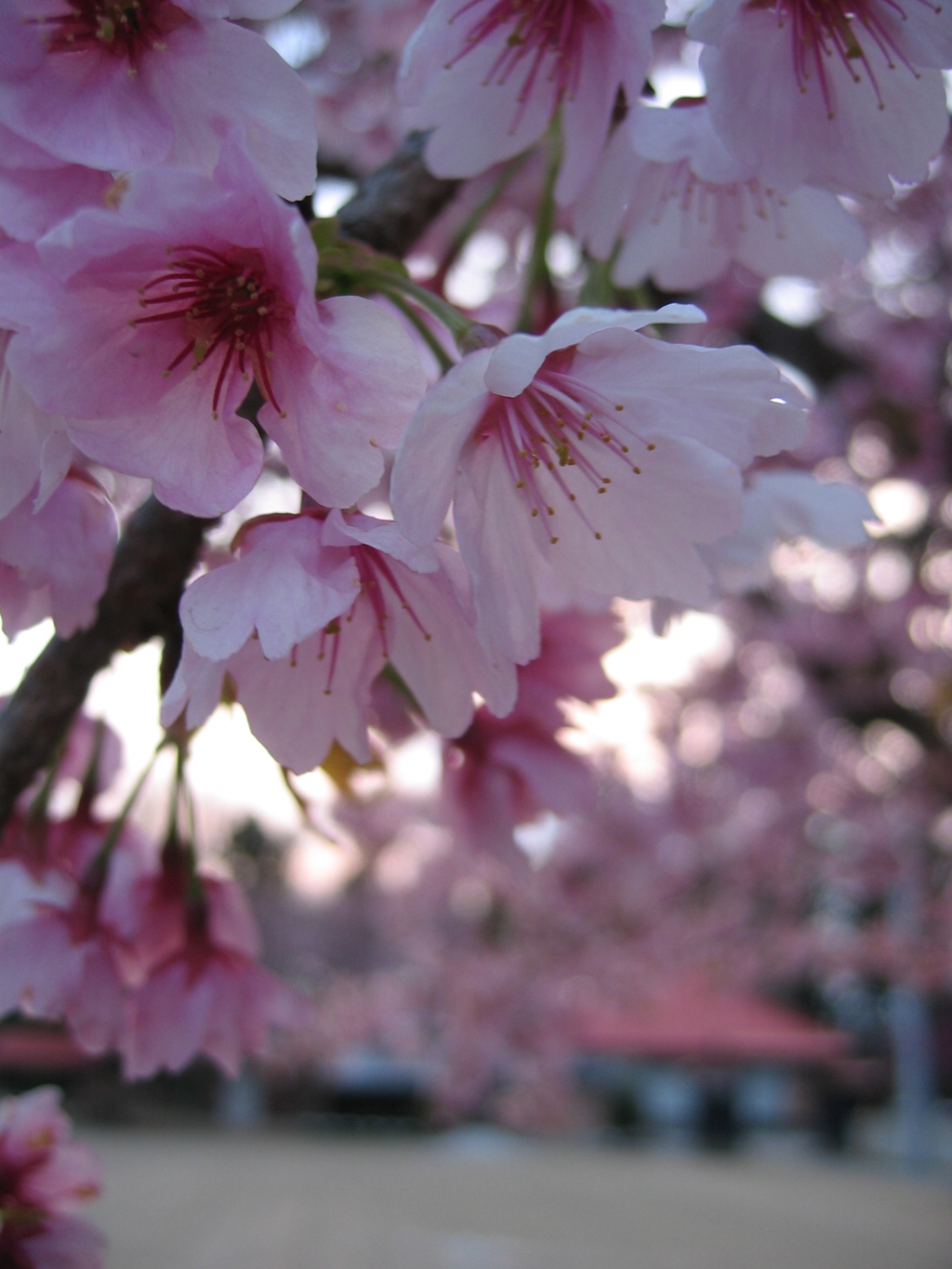 2016/03/27_放光寺の桜