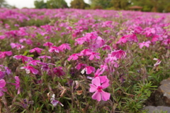 2015/04/25_花の丘農林公苑の芝桜
