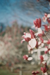 2016/03/20_農林公園の木蓮