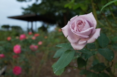 2014/10/12_伊奈バラ園の薔薇