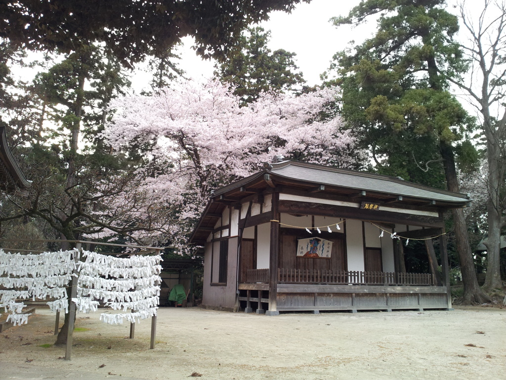 2016/04/03_小室氷川神社の桜