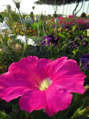 2017/05/05_花のオアシスの花