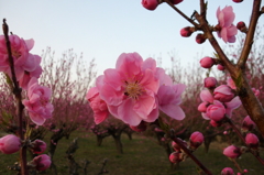 2015/03/21_紅梅