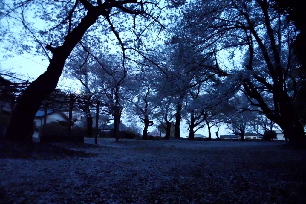 2014/04/06_散りゆく桜