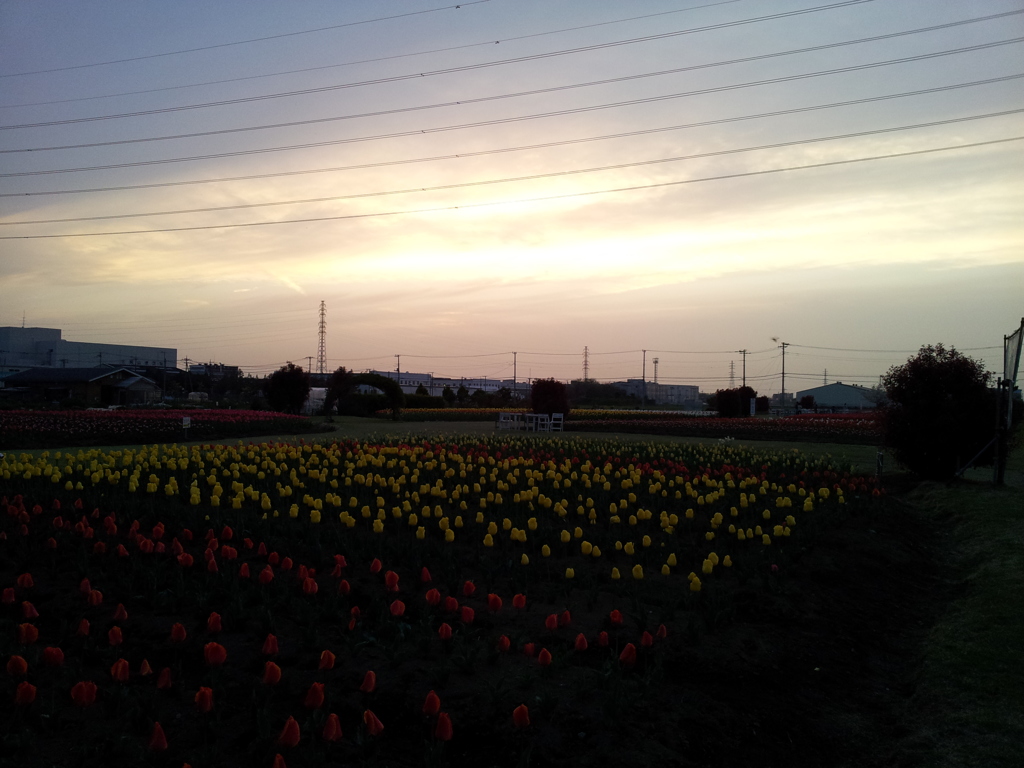 2016/04/10_夕暮れの花のオアシス