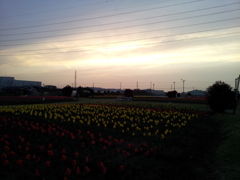 2016/04/10_夕暮れの花のオアシス