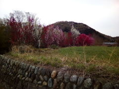 2019/04/07_梅か桜か色とりどり