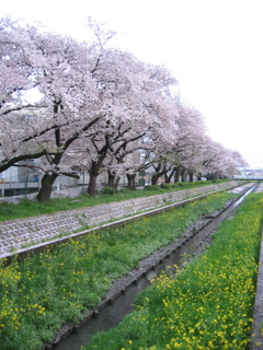 2017/04/09_芝川の桜と菜の花