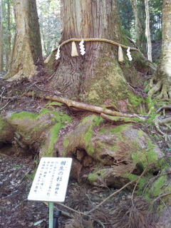 2019/04/13_貴船神社 御神木の相生の杉