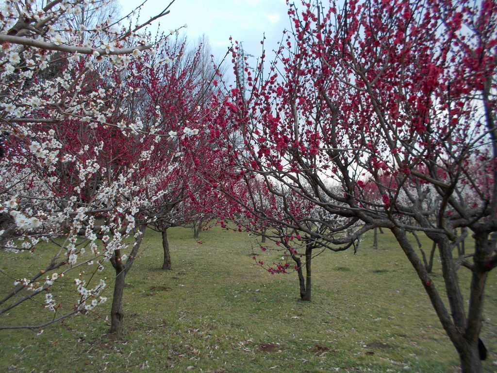 2016/02/28_花の丘農林公苑の紅白梅