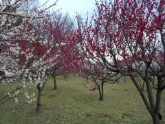 2016/02/28_花の丘農林公苑の紅白梅
