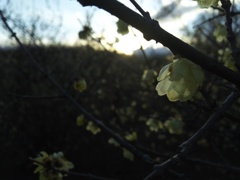 2017/02/11_花の丘農林公苑の夕暮れ蝋梅