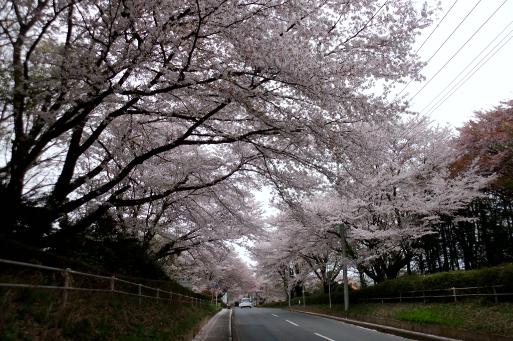 2015/04/04_無線山の桜
