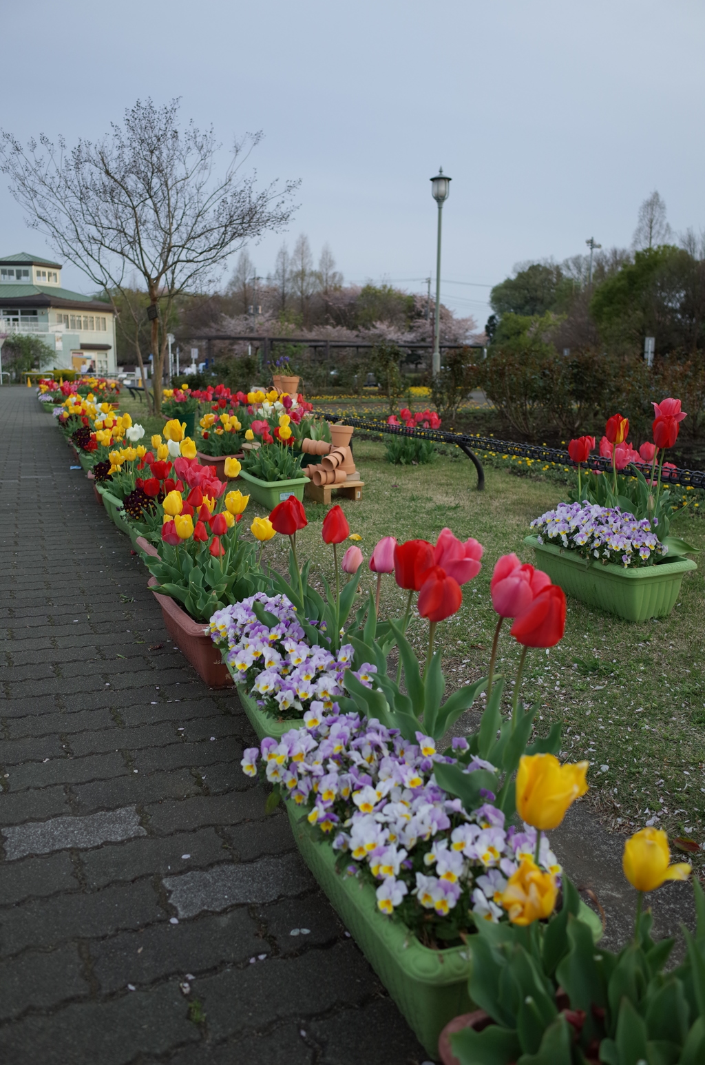 2016/04/09_花の丘農林公苑のチューリップ