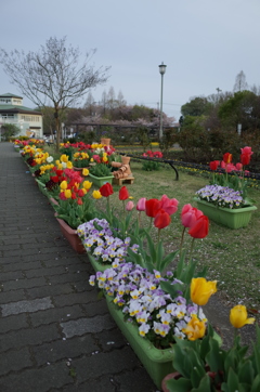 2016/04/09_花の丘農林公苑のチューリップ
