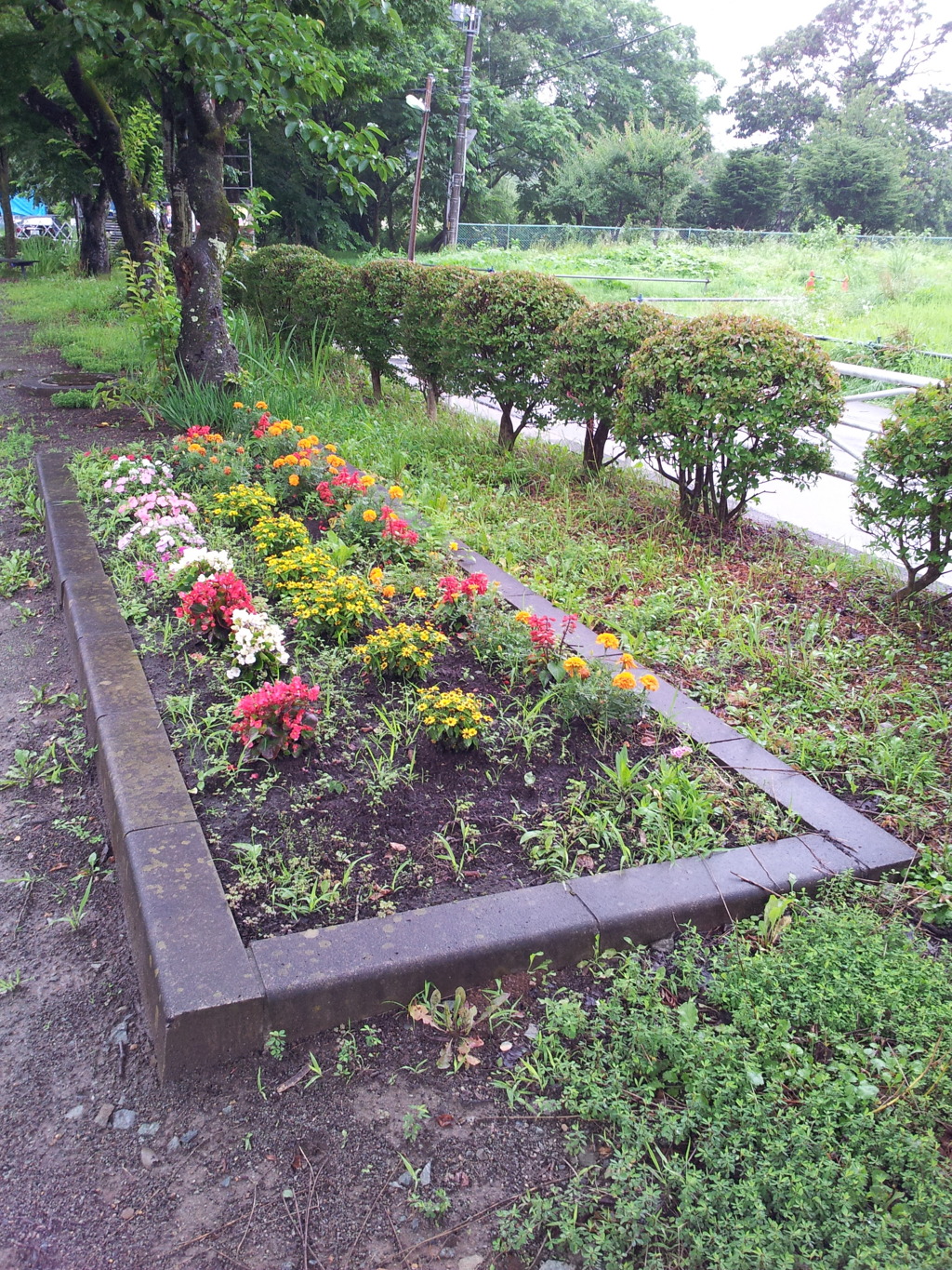 2016/07/17_高松公園児童広場の花壇