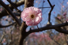 2016/03/20_農林公園の梅（楊貴妃）