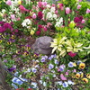 2016/04/13_花に囲まれた蛙