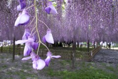 2015/05/03_玉敷公園の藤