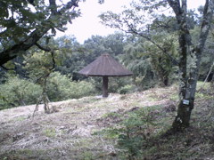 2015/09/05_美の山公園のキノコ（?）