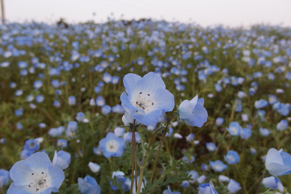 2015/04/25_花の丘農林公苑のネモフィラ