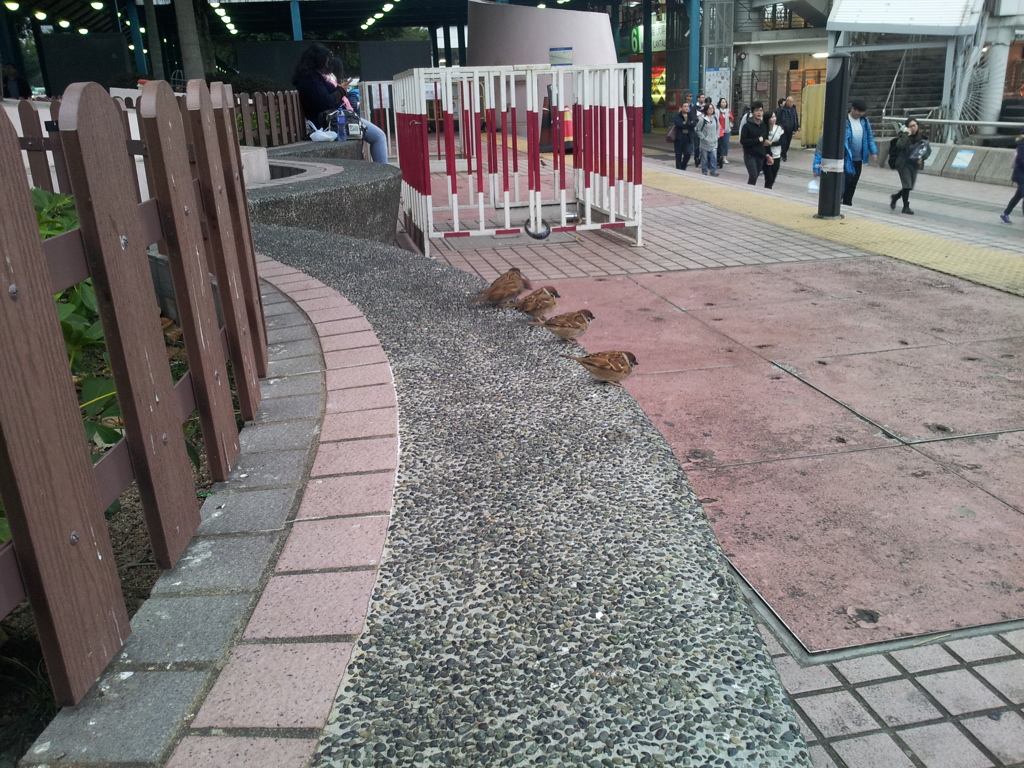 2017/03/12_中環埠頭の雀