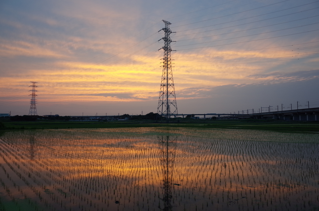 2015/06/14_水田の夕暮れ
