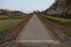 2016/04/09_花の丘農林公苑のチューリップ